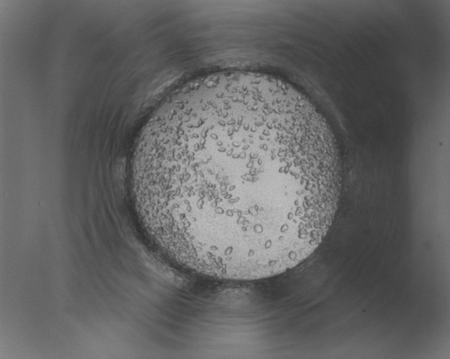 X0000076090066200610202120