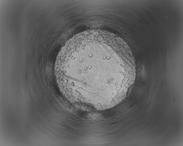 X0000076090283200610202117