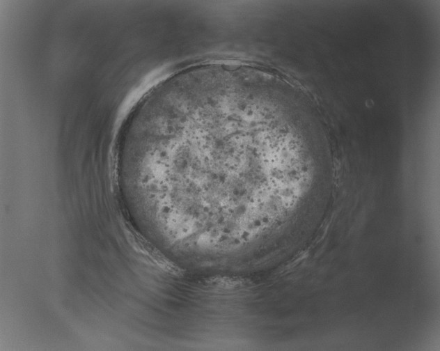 X0000076090343200610202115