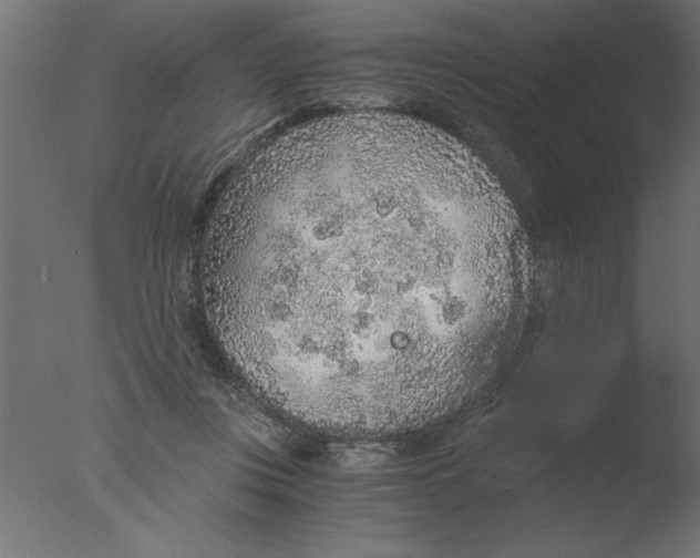 X0000076090359200610202115