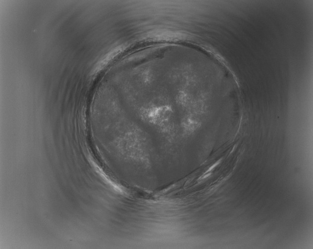 X0000076090581200610202108