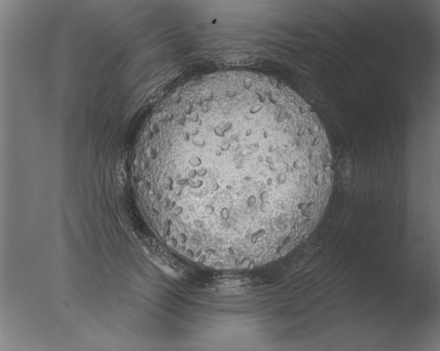 X0000076090746200610202106