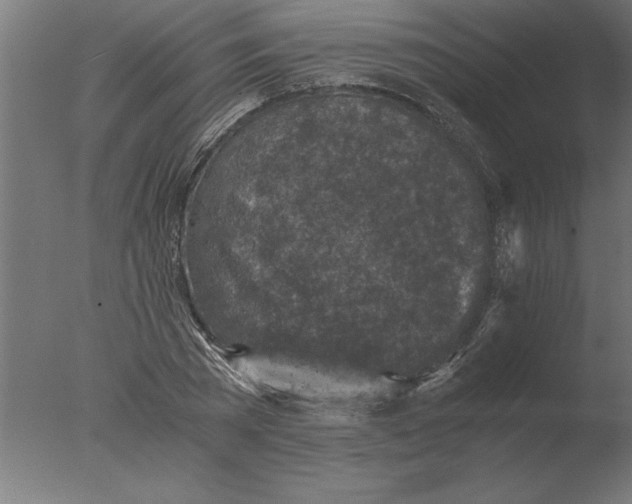 X0000076090785200610202105