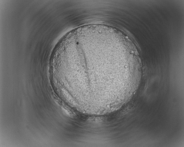 X0000076091051200610202101