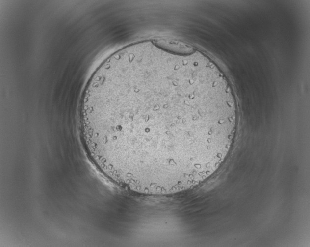 X0000076091056200610202101