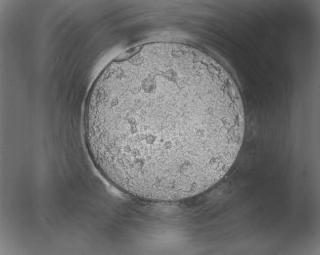 X0000076091103200610202100