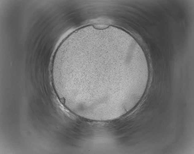 X0000076091248200610202058