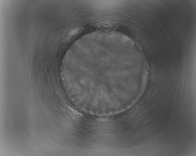 X0000076091297200610202055