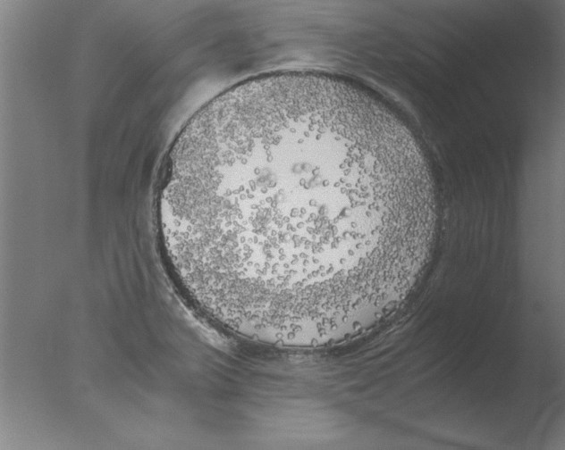 X0000076091375200610202055