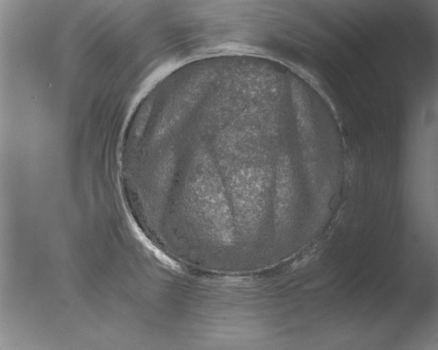 X0000076091381200610202055