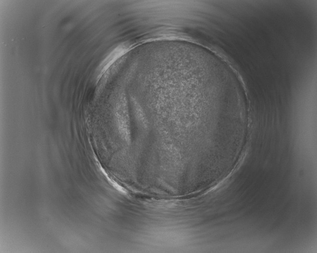 X0000076091385200610202055