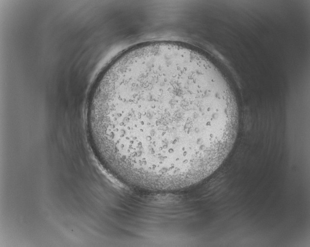 X0000076091416200610202054