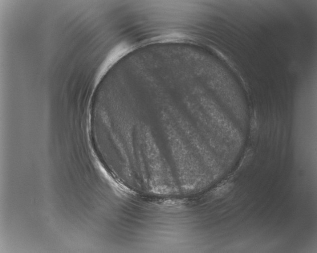 X0000076091418200610202054