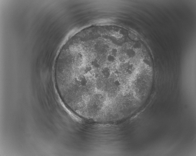 X0000076091429200610202054