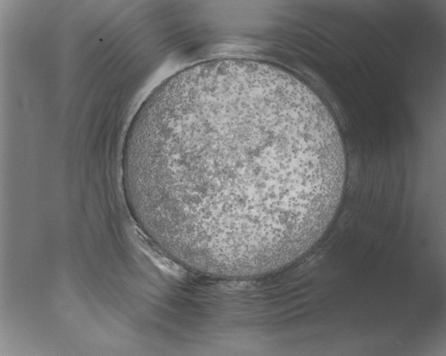 X0000076091435200610202055