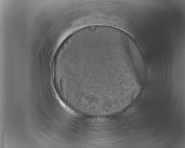 X0000076091515200610202053