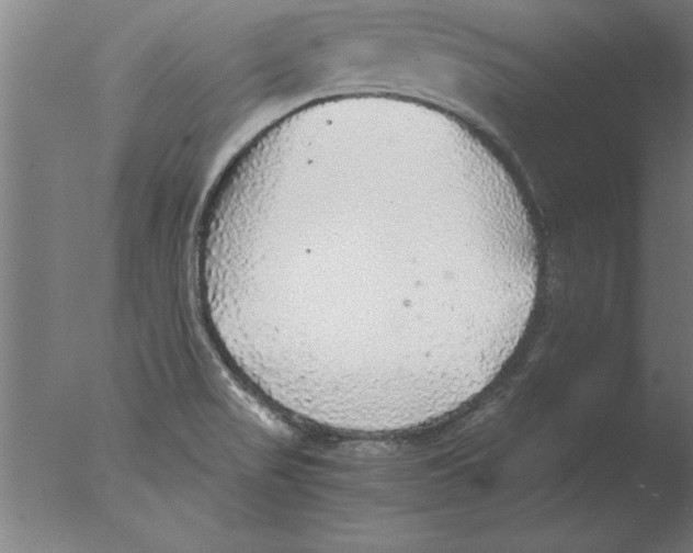 X0000076091517200610202053