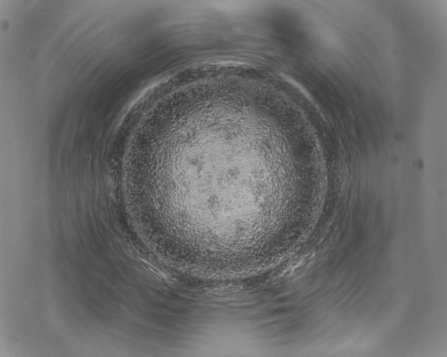 X0000076100823200609221220