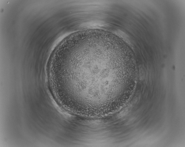 X0000076101031200609221217
