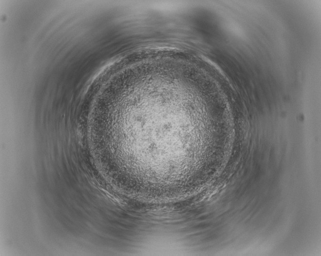 X0000076100823200609291249