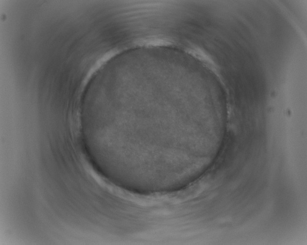 X0000076100012200610061718