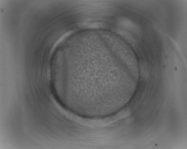 X0000076100016200610061718