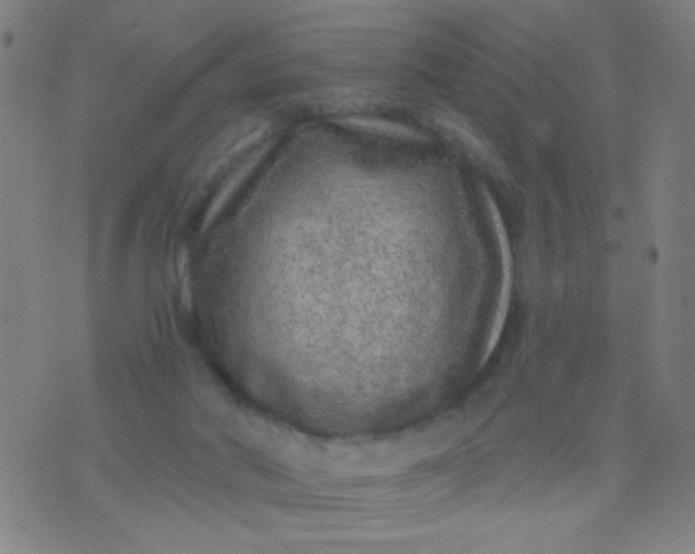 X0000076100022200610061718