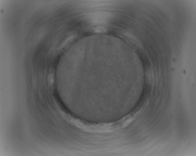 X0000076100032200610061718