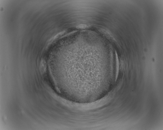 X0000076100043200610061717