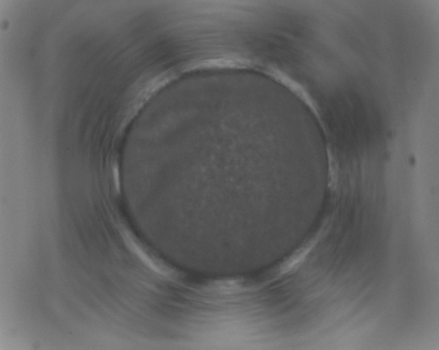 X0000076100061200610061717