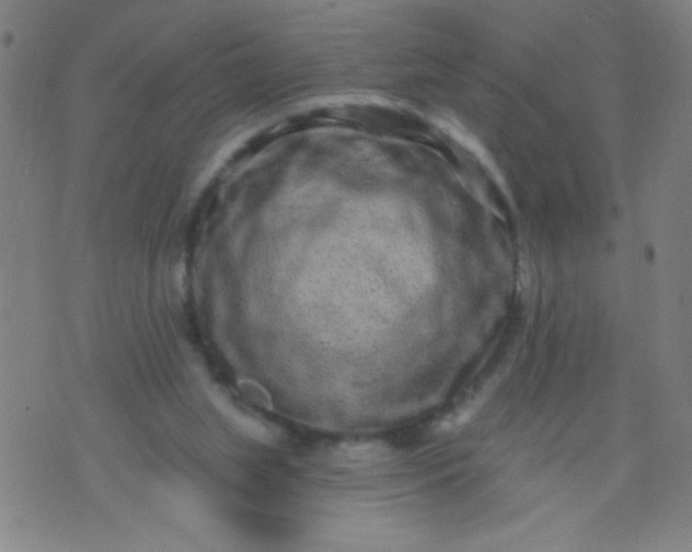 X0000076100063200610061717