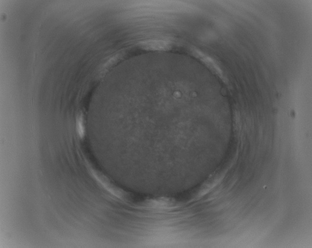 X0000076100069200610061717