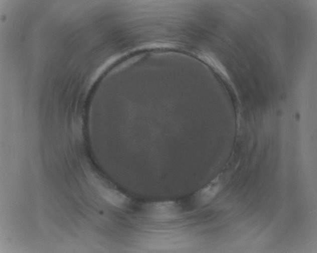 X0000076100108200610061716