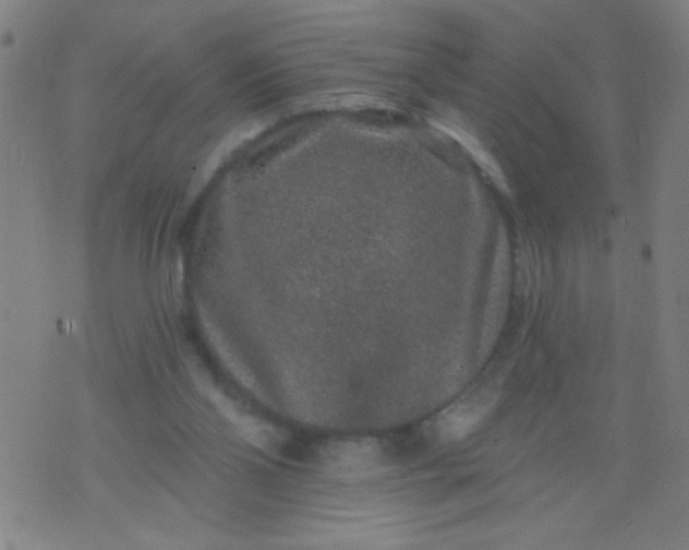 X0000076100110200610061716