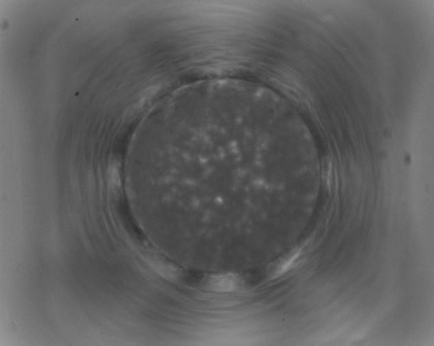 X0000076100127200610061716