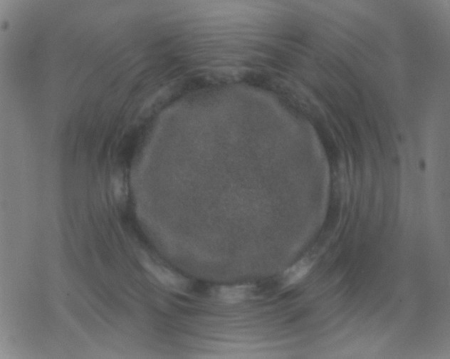 X0000076100134200610061716