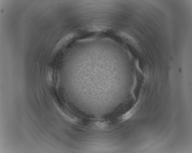 X0000076100166200610061715