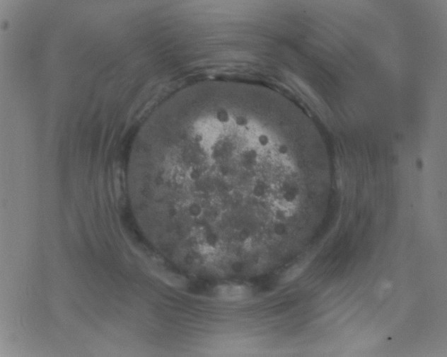 X0000076100169200610061715