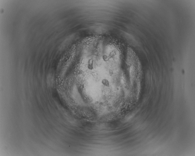 X0000076100177200610061716