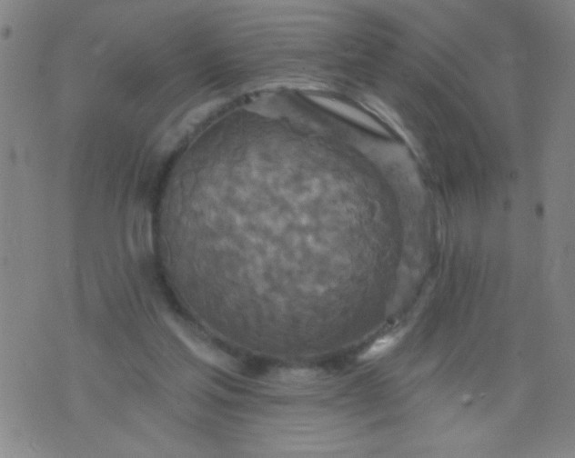 X0000076100205200610061715