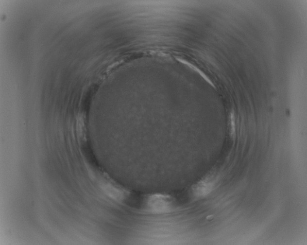 X0000076100222200610061715