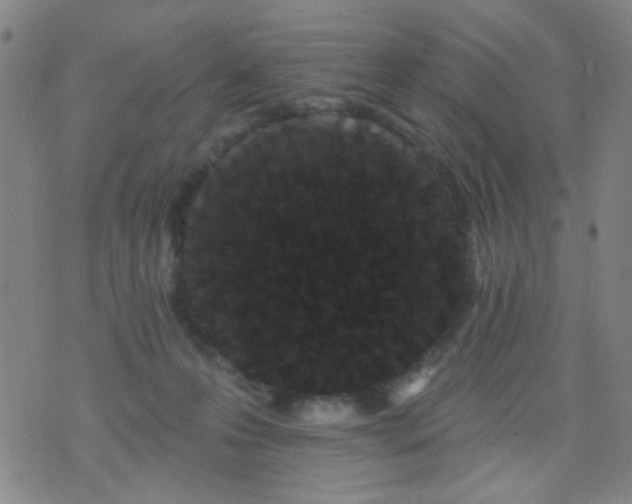 X0000076100223200610061715