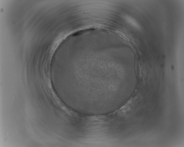 X0000076100241200610061713