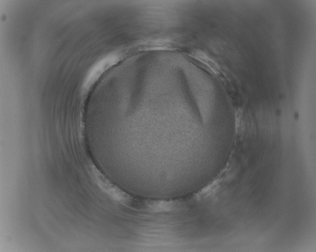 X0000076100293200610061713