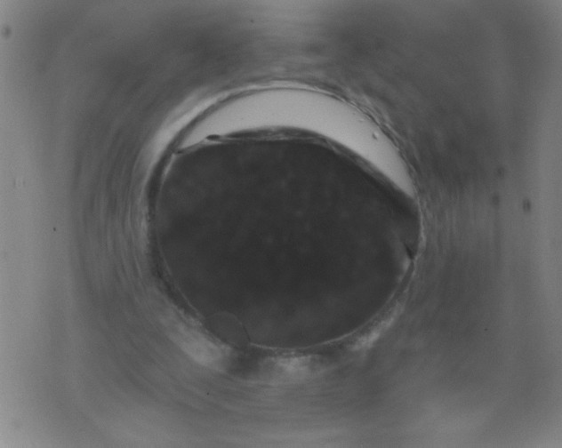 X0000076100295200610061713