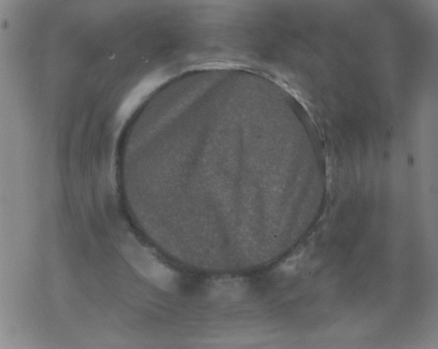 X0000076100296200610061713