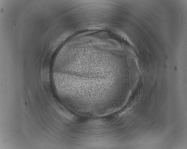 X0000076100299200610061713