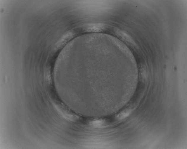 X0000076100312200610061713