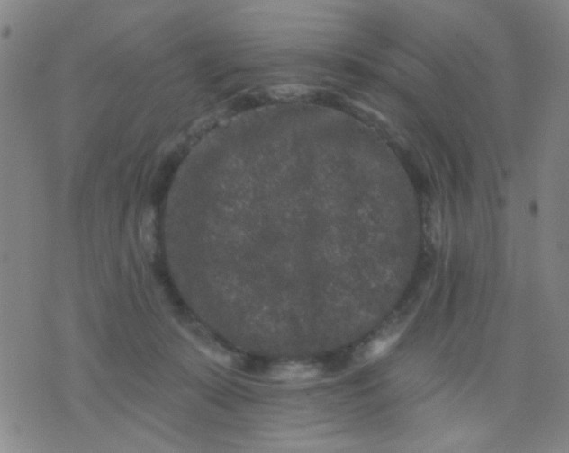 X0000076100319200610061713