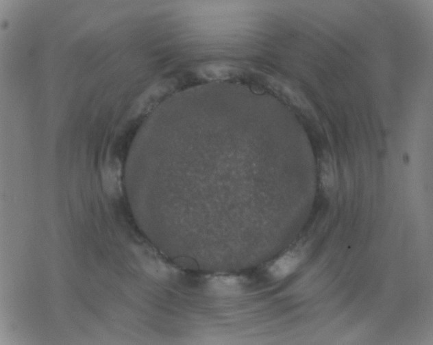 X0000076100332200610061713